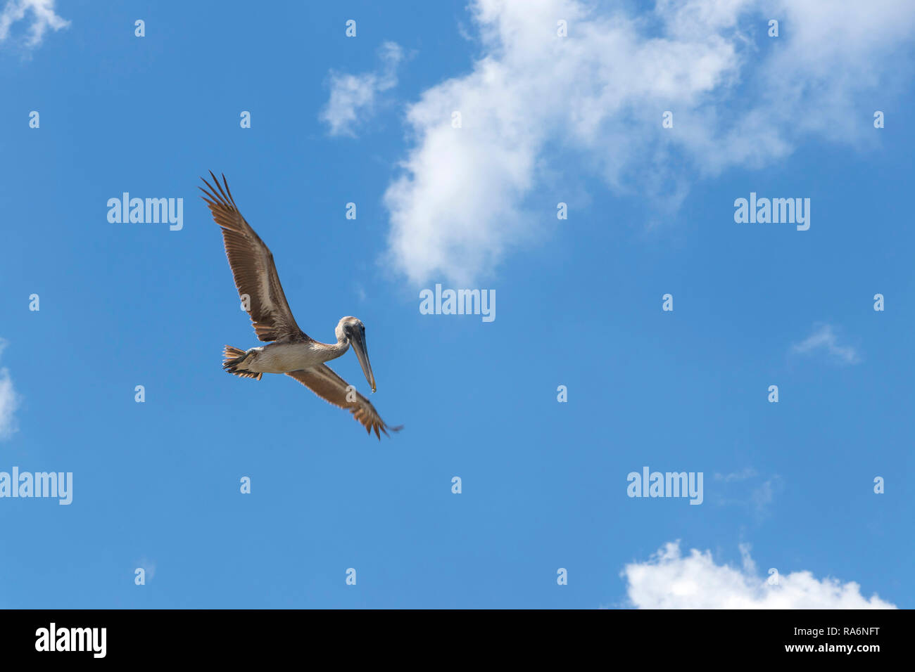 Pelican soaring and flying against blue sky at the Malecon in Havana ...