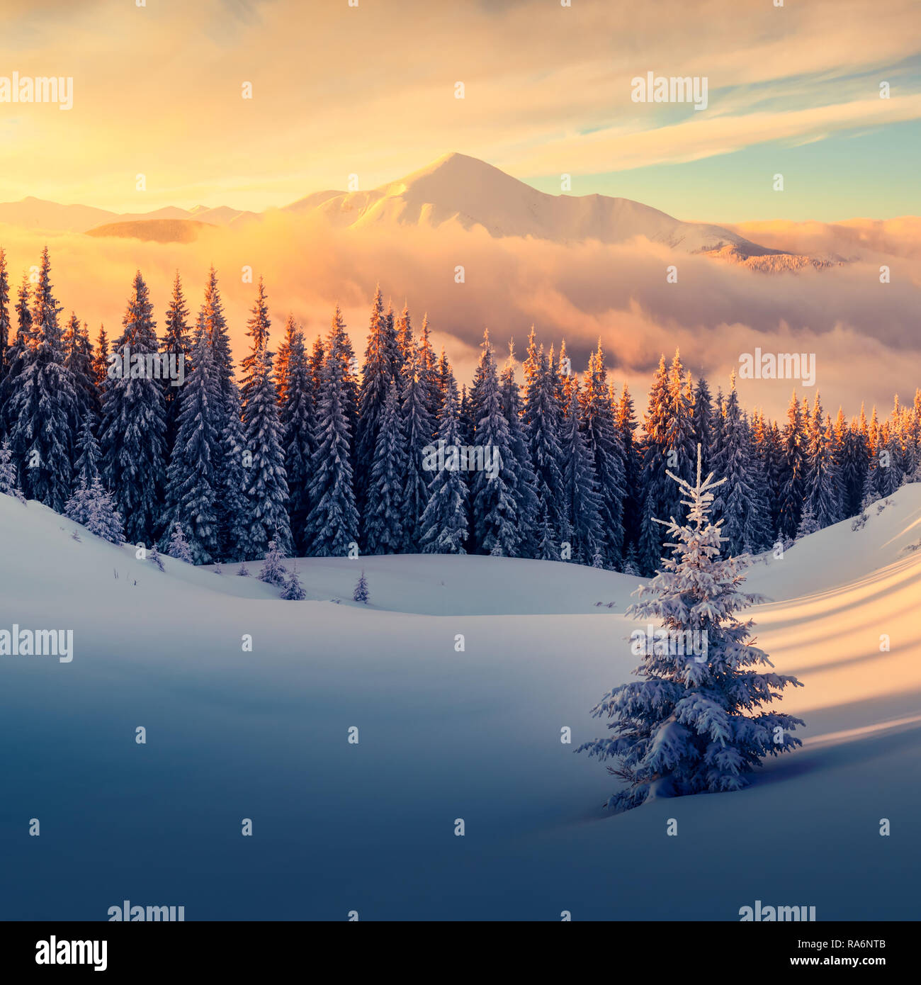 Fantastic orange winter landscape in snowy mountains glowing by sunlight. Dramatic wintry scene with snowy trees. Christmas holiday concept. Carpathians mountain, Ukraine, Europe Stock Photo