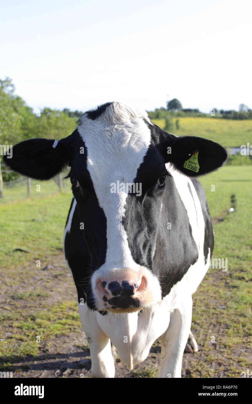 Black and White Cow in Field Stock Photo - Alamy