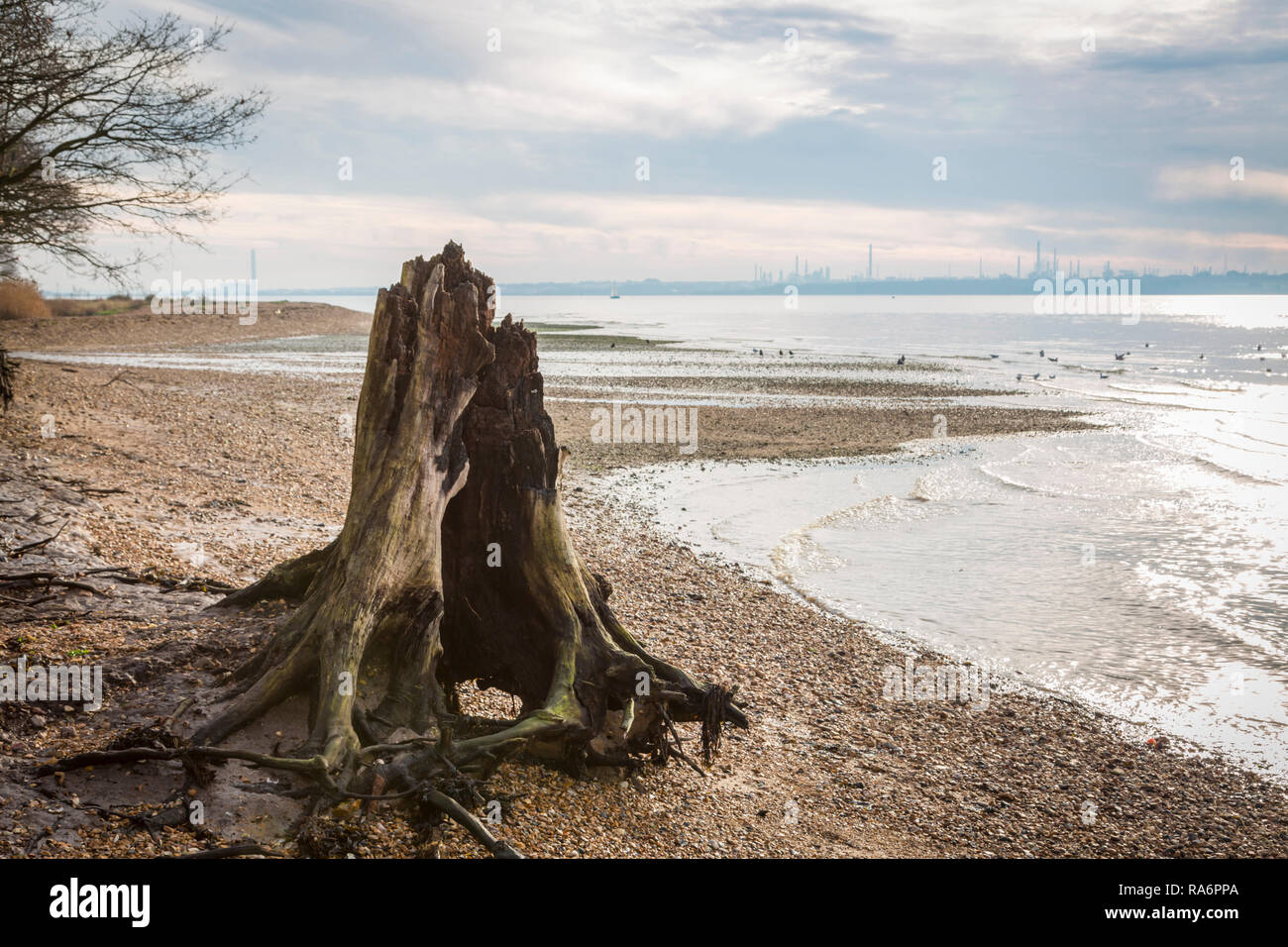 Hollow tree stump on Weston Shore Stock Photo
