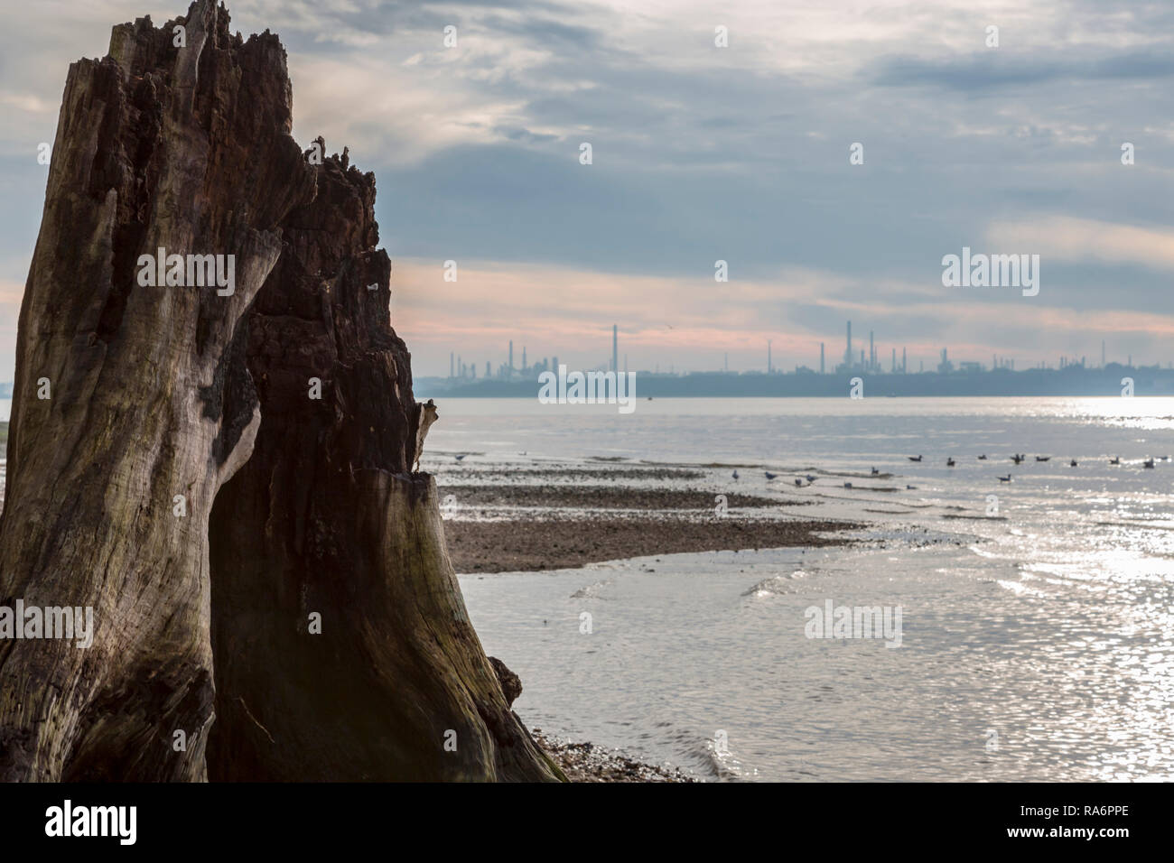 Hollow tree stump on Weston Shore Stock Photo
