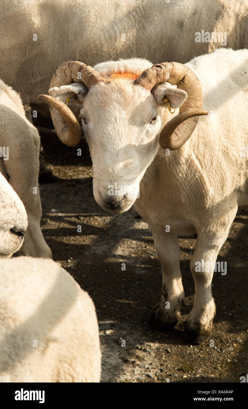 Farm sheep ram fight hi-res stock photography and images - Alamy