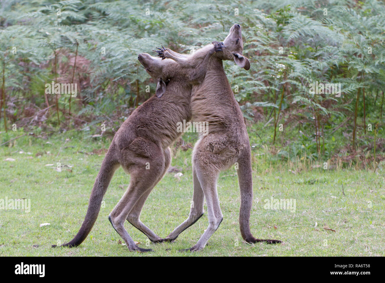 Male Eastern Grey Kangaroo s fighting Stock Photo Alamy