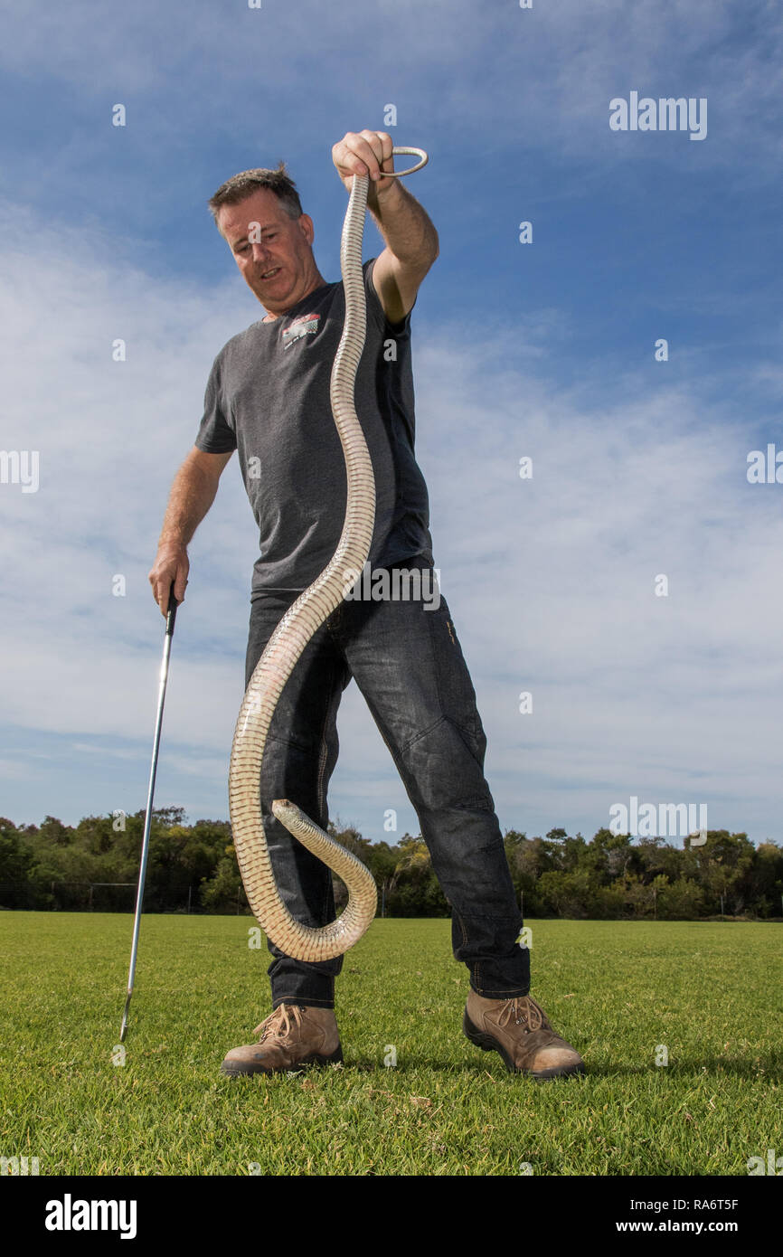 Snake catcher hires stock photography and images Alamy