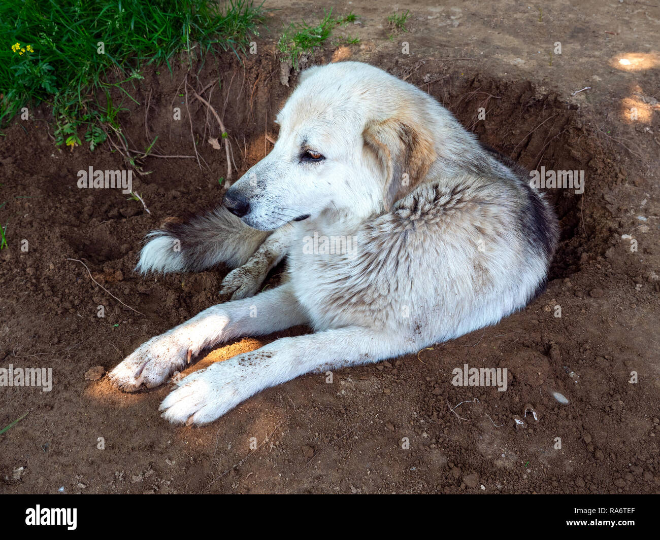 Can A Dog Survive A Heat Stroke