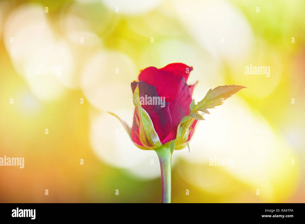 Rose flower / Close up beautiful red roses on nature blur background  valentines day and love concept Stock Photo - Alamy