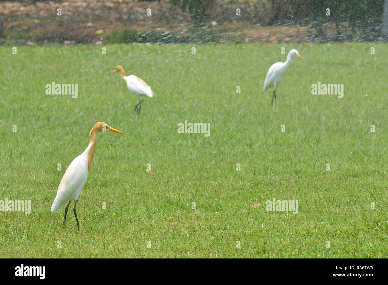 Cattle Egret ( Bubulcus ibis Stock Photo - Alamy