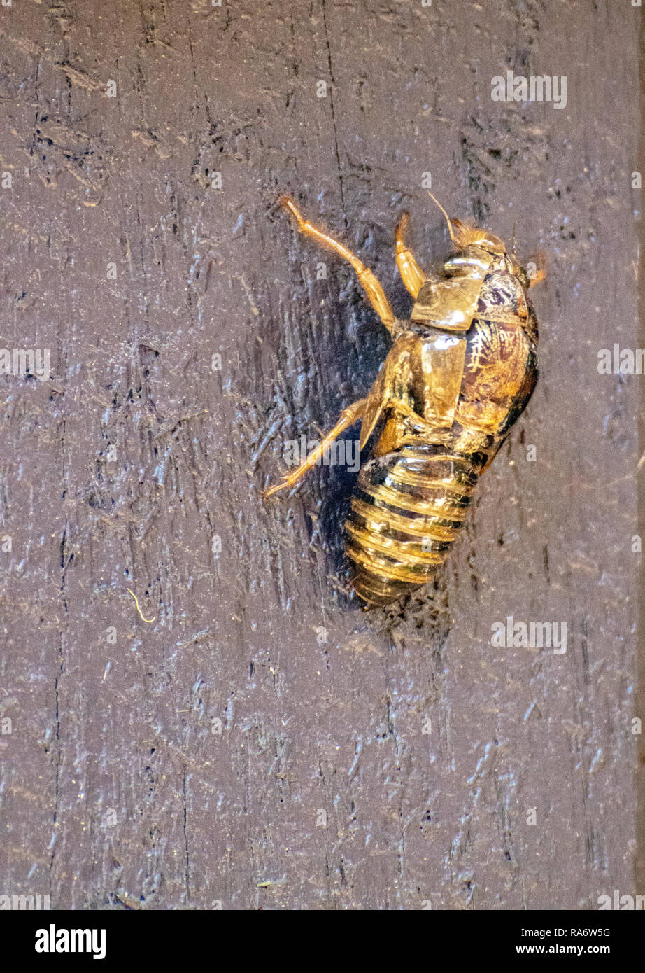 Discarded cicada shell Stock Photo