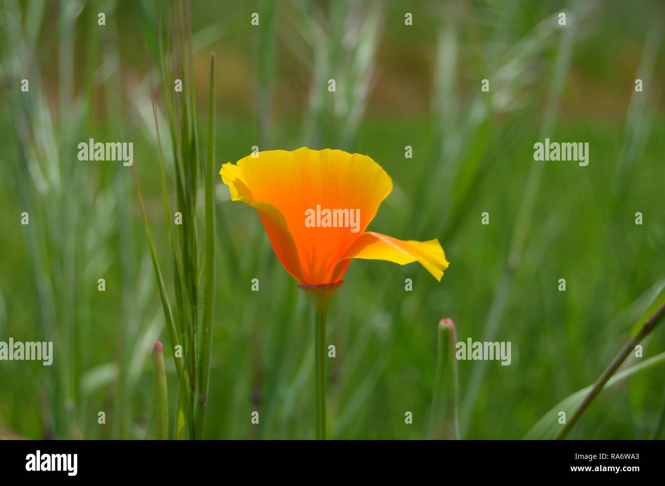 Orange California poppy in green grass field Stock Photo Alamy