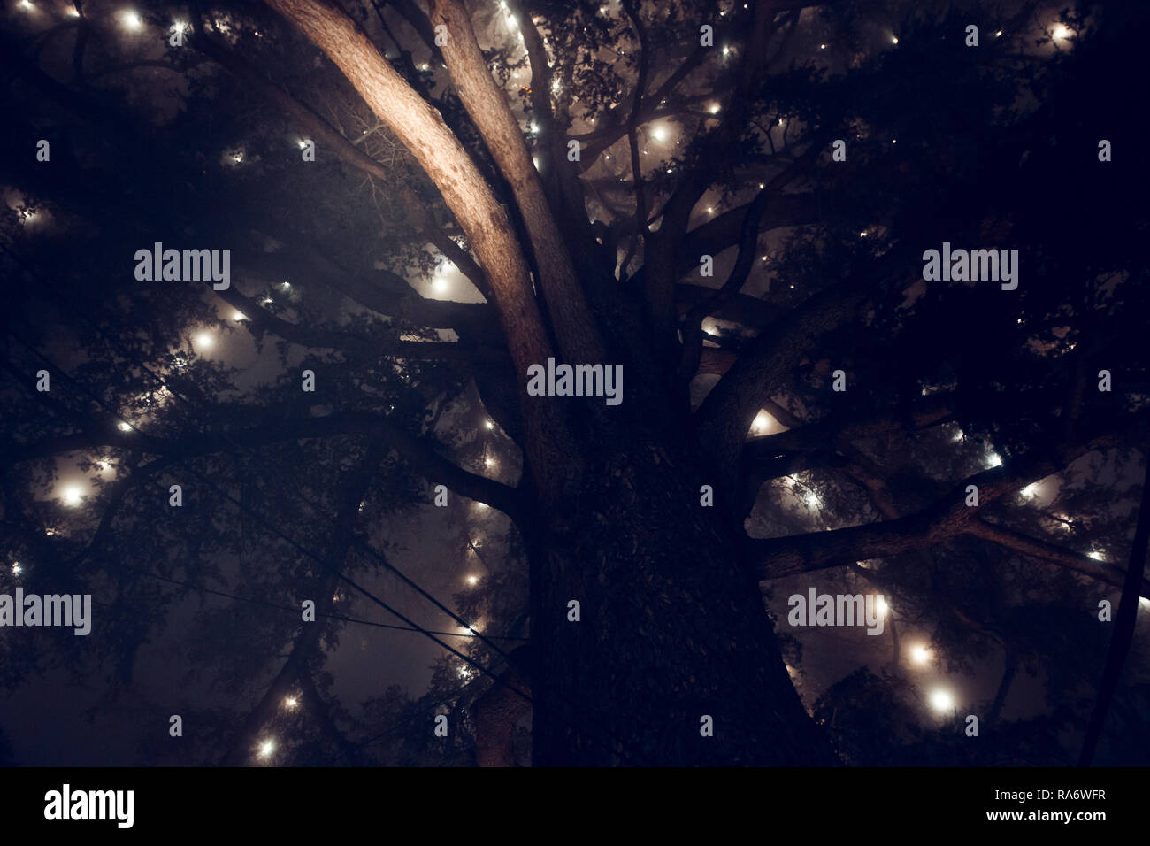 The biggest Christmas tree in the fog, photographed from below, Cison di Valmarino, Italy Stock