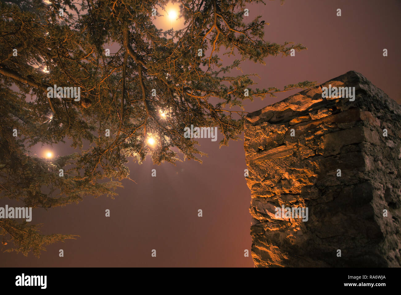 Branches of the largest Christmas tree in Europe immersed in the mist