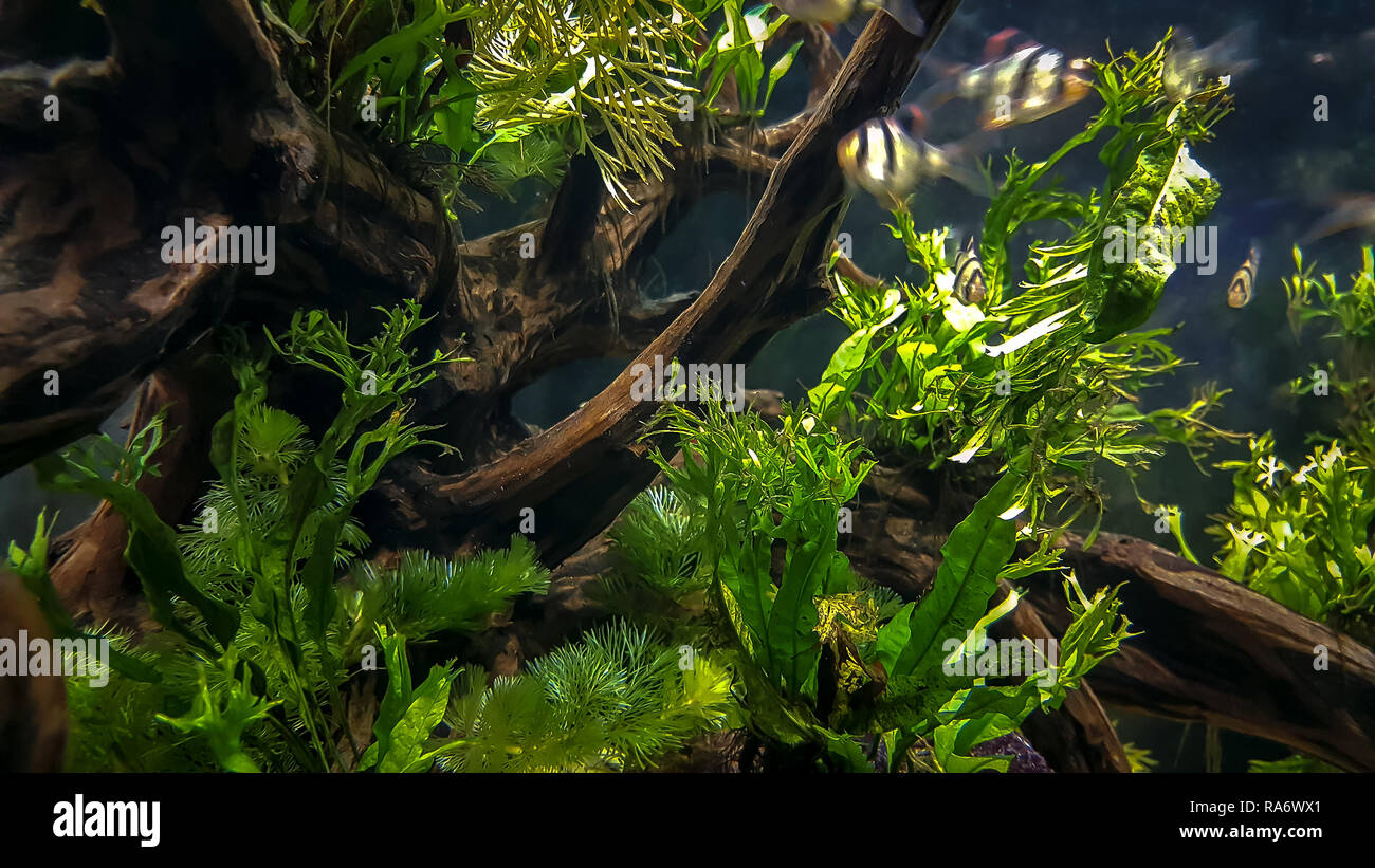 Aquatic Plants List