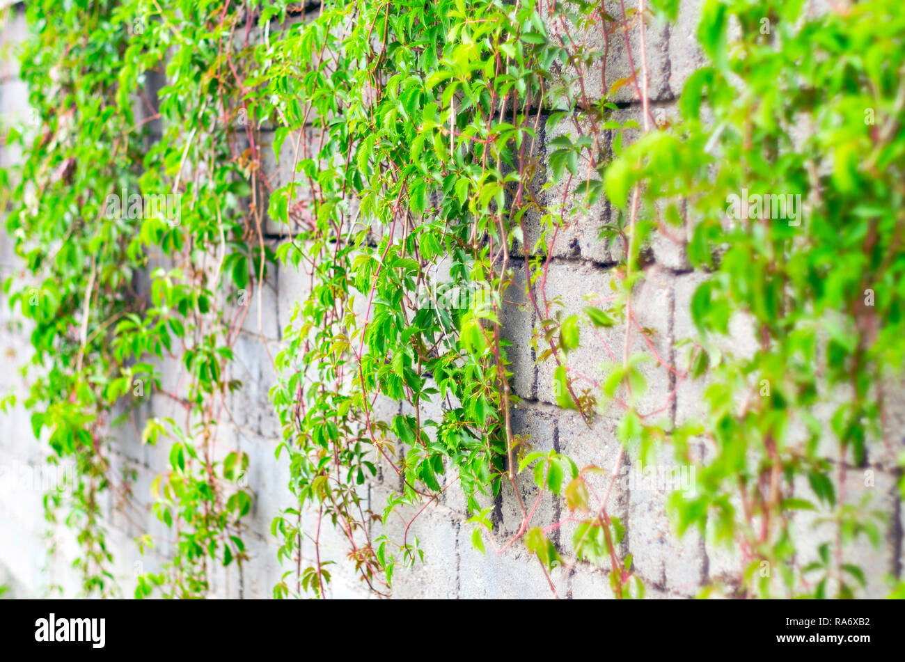 Difference Between Creepers And Climbers Javatpoint