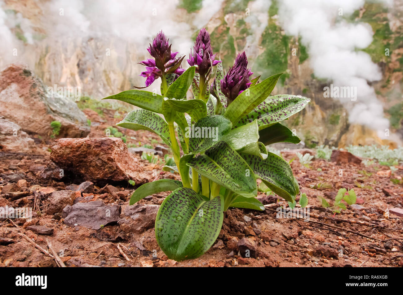 Flowering plants of Kamchatka. Plants on volcanic soil Stock Photo Alamy