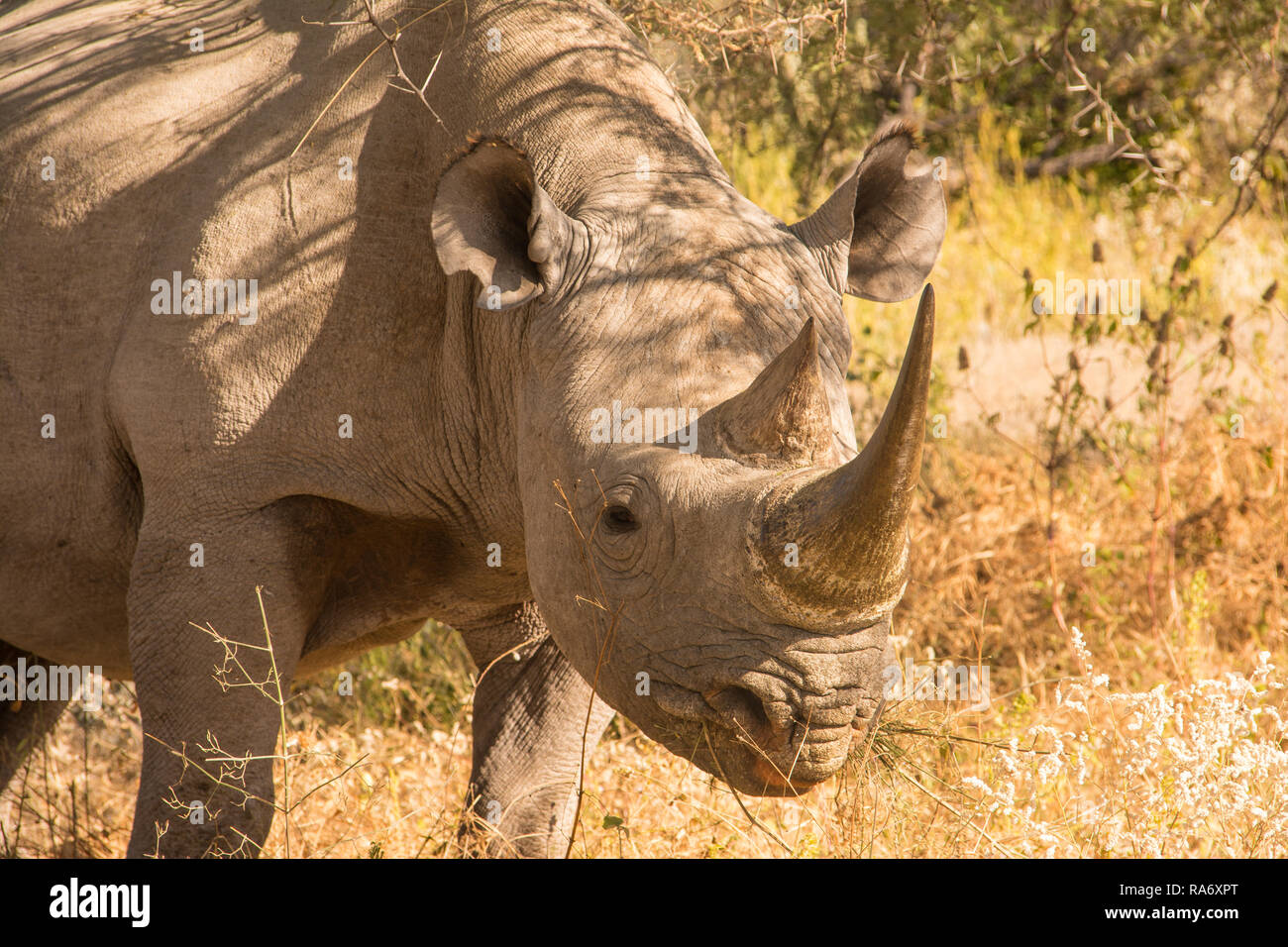 Black Rhino Stock Photo