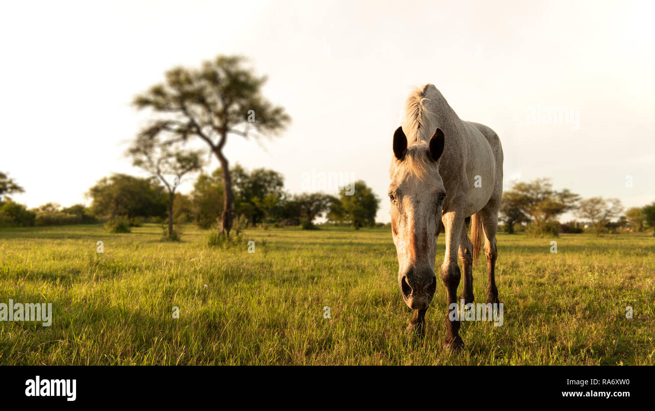 A curious white horse looking towards the photographer Stock Photo