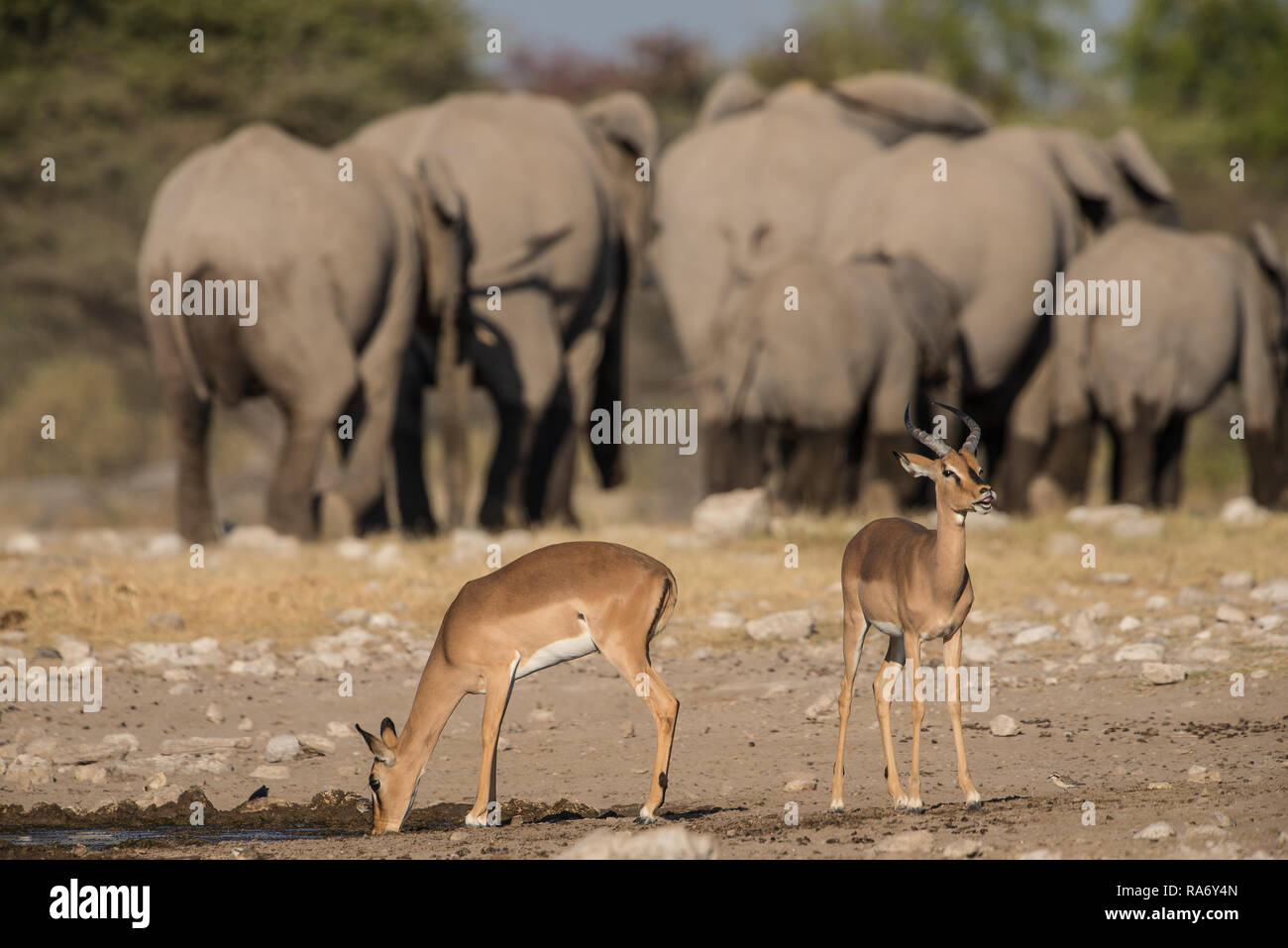 Elephants and black faced impala at a waterhole Stock Photo