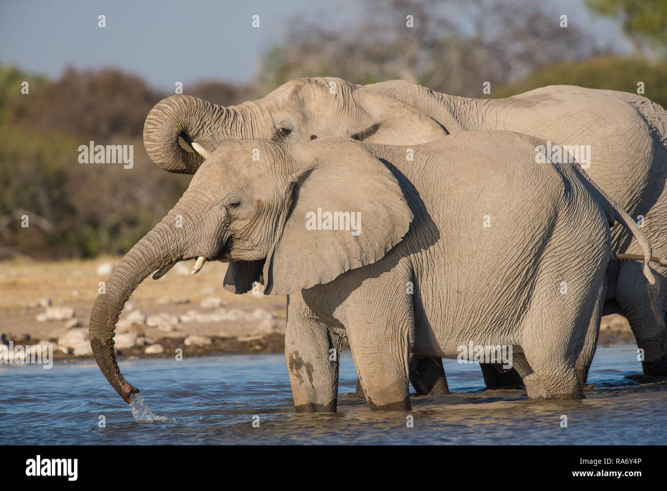 Elephants at a waterhole Stock Photo