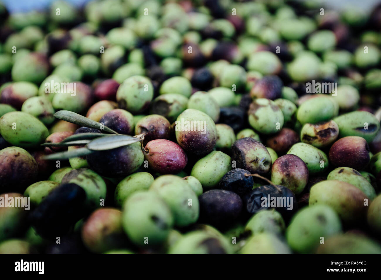 Olive Harvest High Resolution Stock Photography and Images Alamy