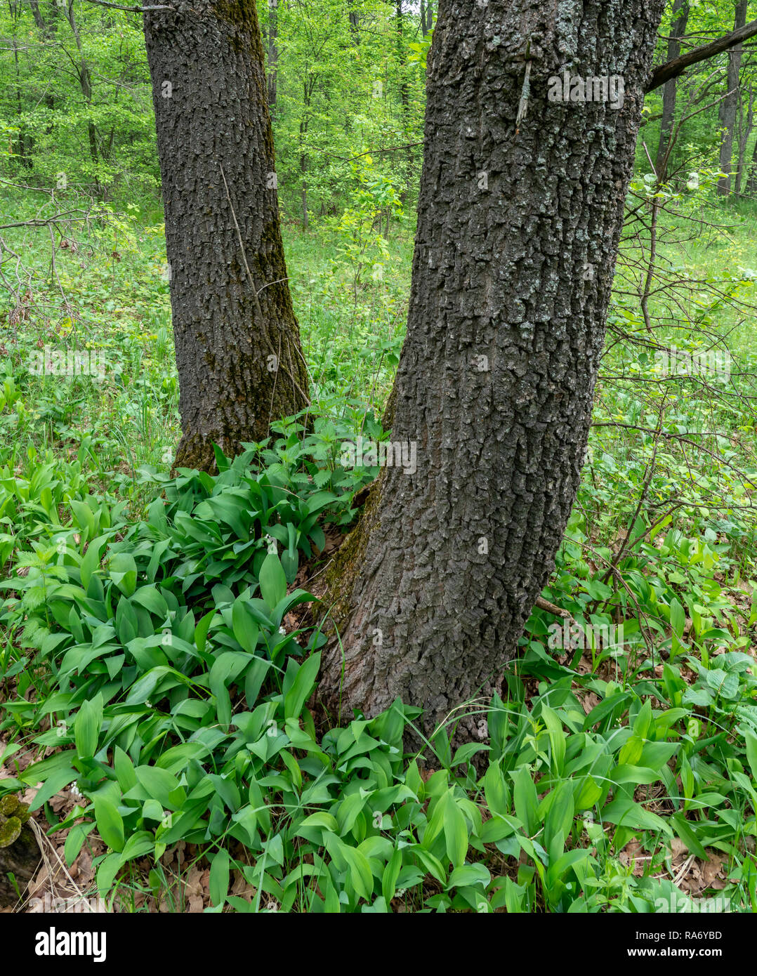 Lily of the valley - Species - UPM Forest Life