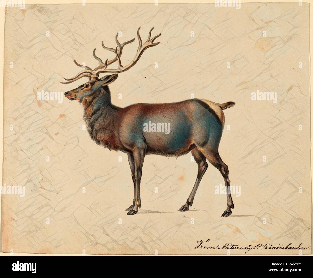 Peter Rindisbacher, European Elk, American, 1806 - 1834, gouache on wove paper. Reimagined by Gibon. Classic art with reimagined Stock Photo
