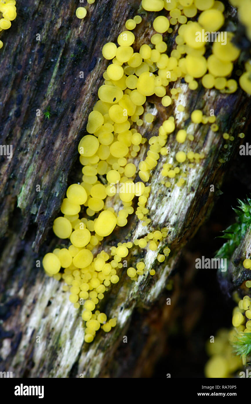 Bisporella citrina, commonly known as yellow fairy cups or lemon discos Stock Photo