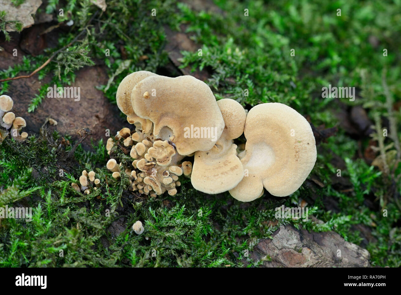 Bioluminescent Mushroom Fungus High Resolution Stock Photography and ...