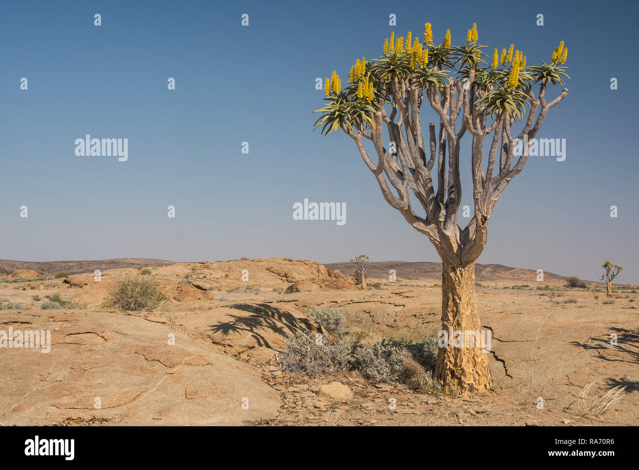 Quiver tree in the namibien desert Stock Photo