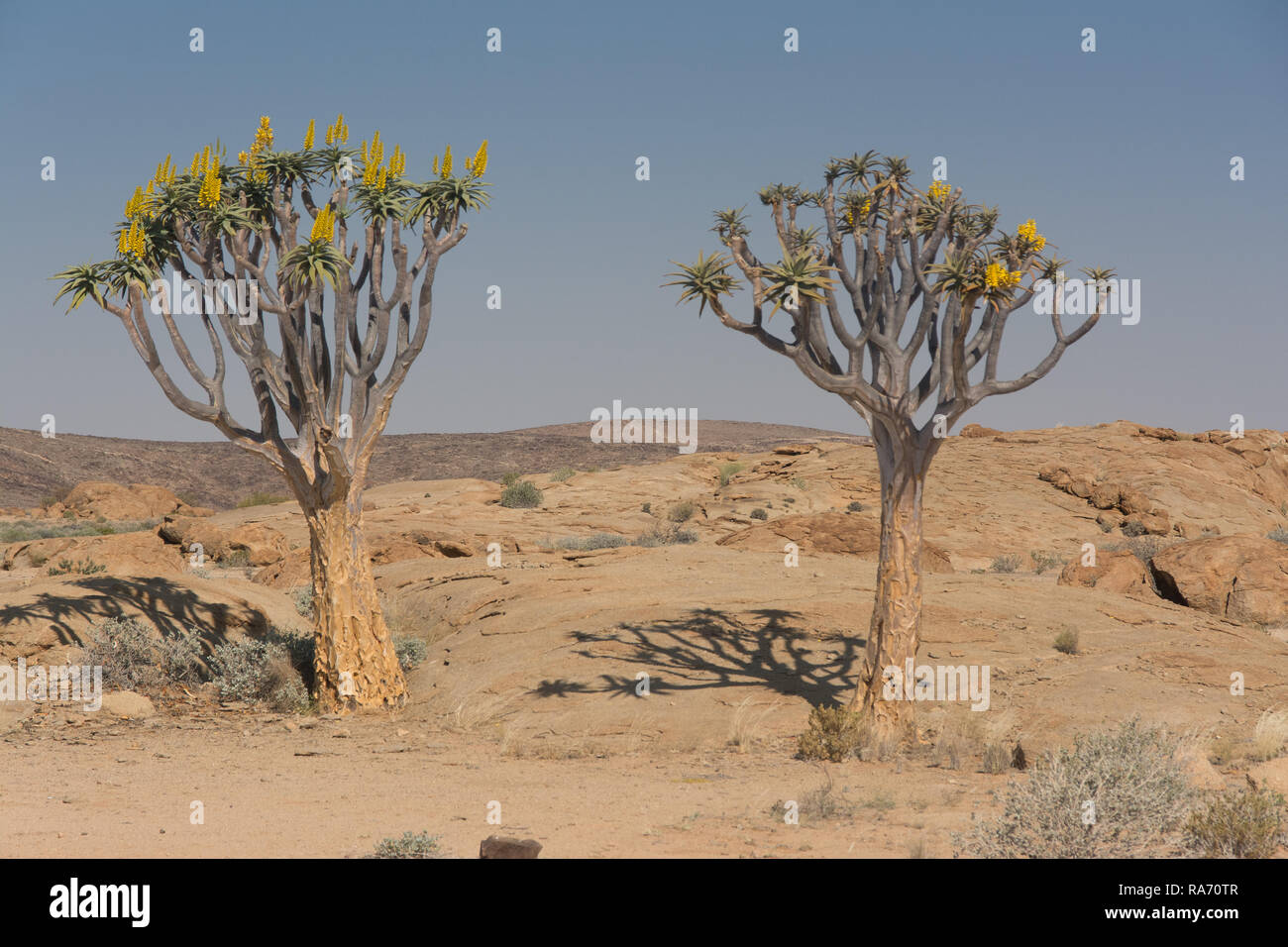 Quiver tree in the namibien desert Stock Photo