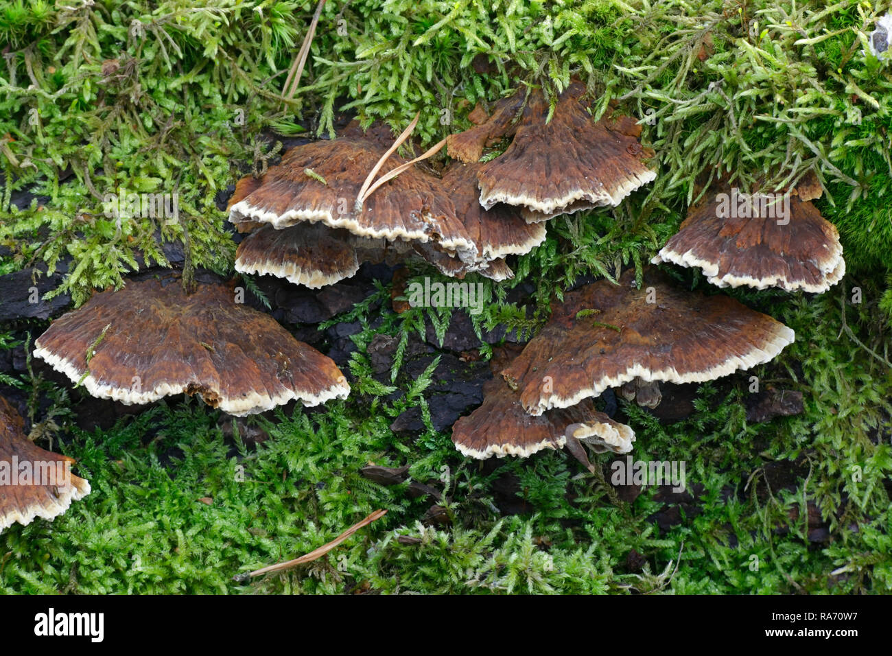 Alder bracket fungus, Mensularia radiata Stock Photo