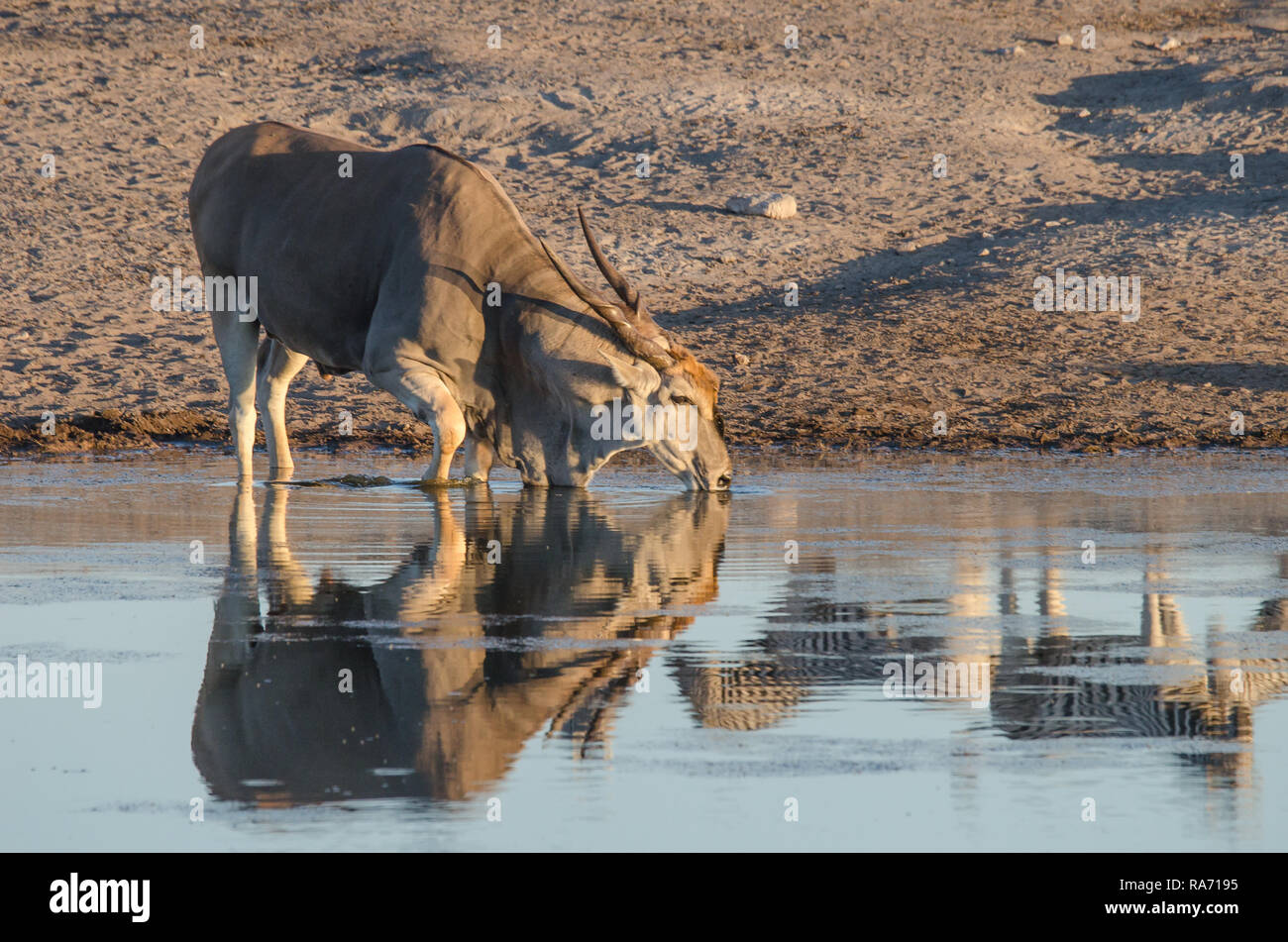 Eland drinking at a waterhole Stock Photo