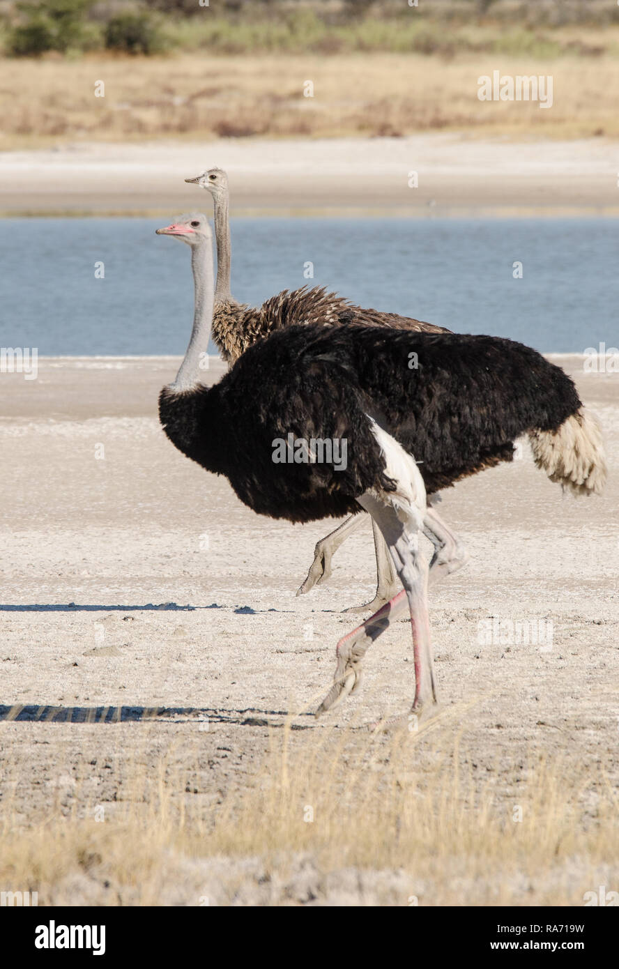 Ostrich beside a waterhole Stock Photo