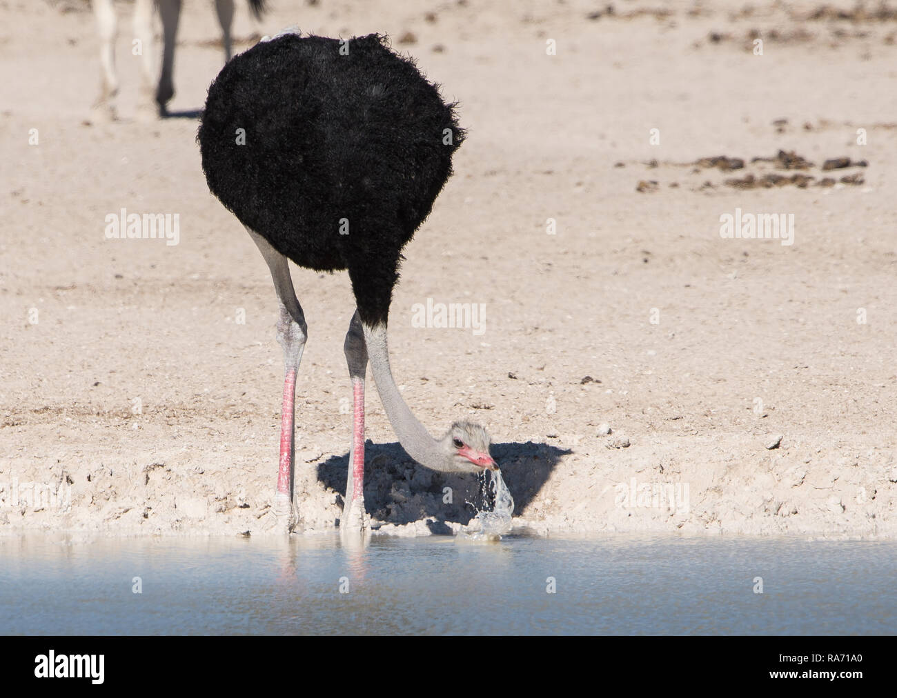 Ostrich at a waterhole Stock Photo