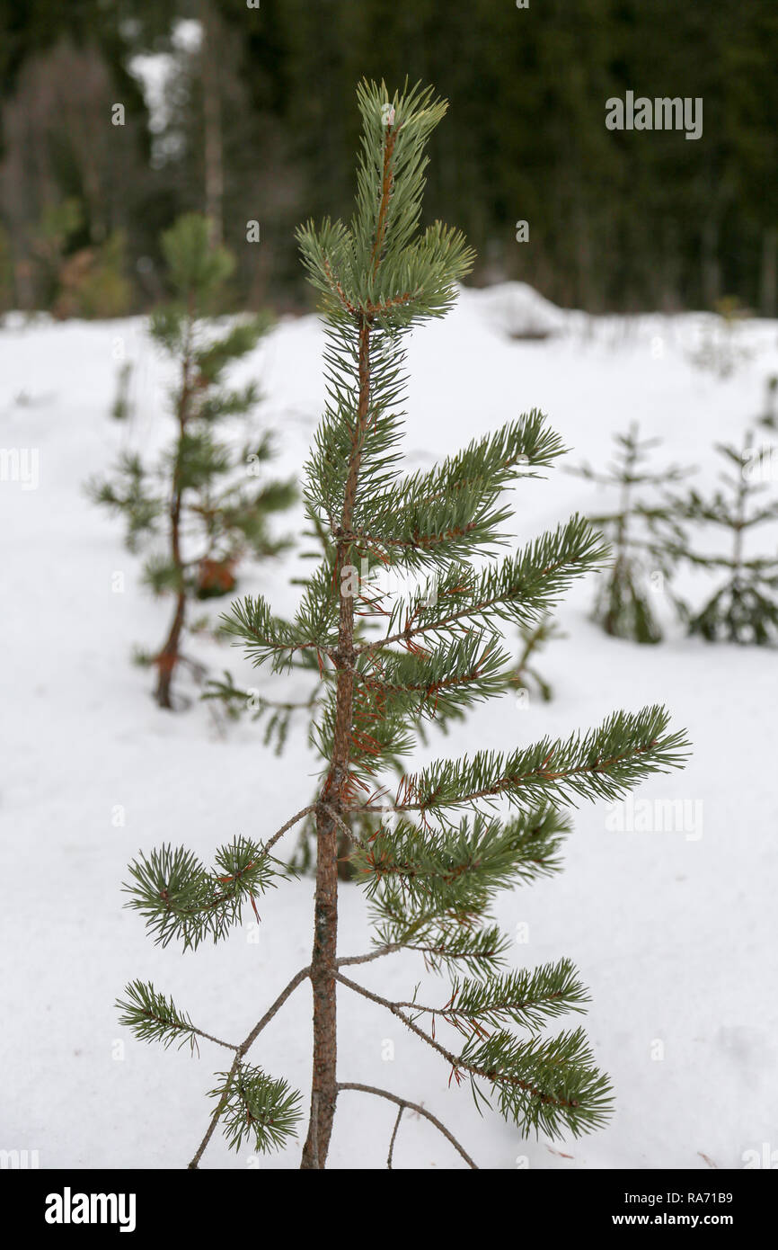 Small fir tree Stock Photo Alamy