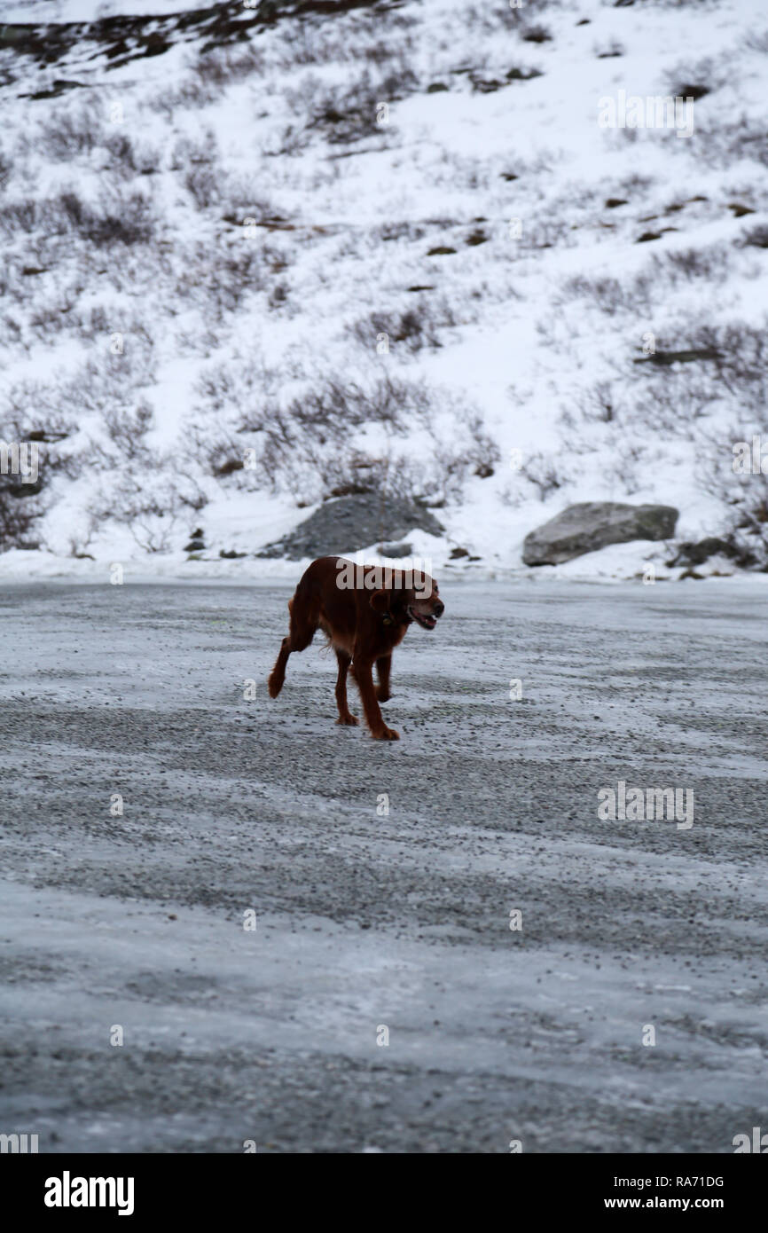 Freezing dog hires stock photography and images Alamy