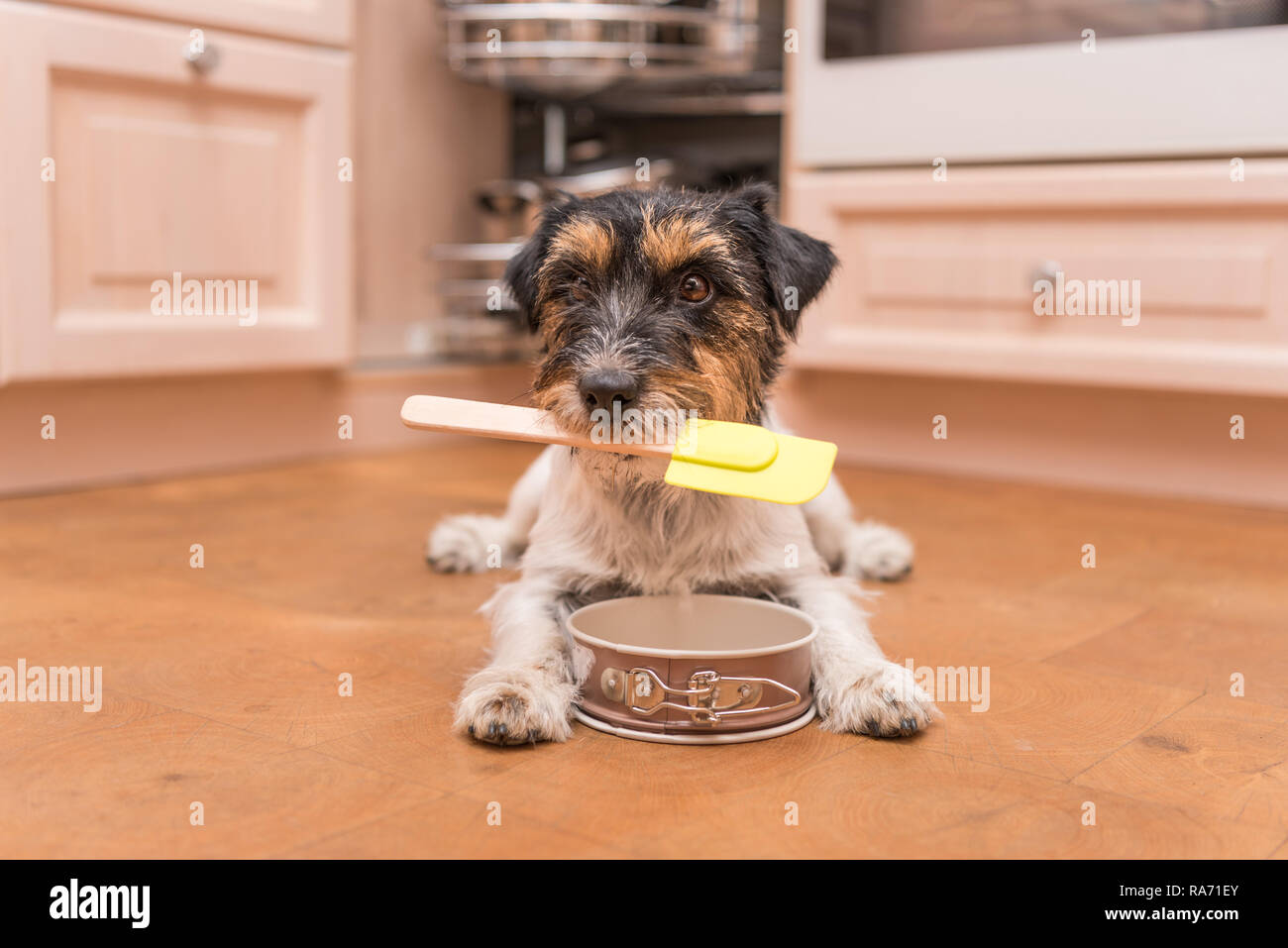 small cute dog cooking and baking - jack russell terrier hound Stock Photo