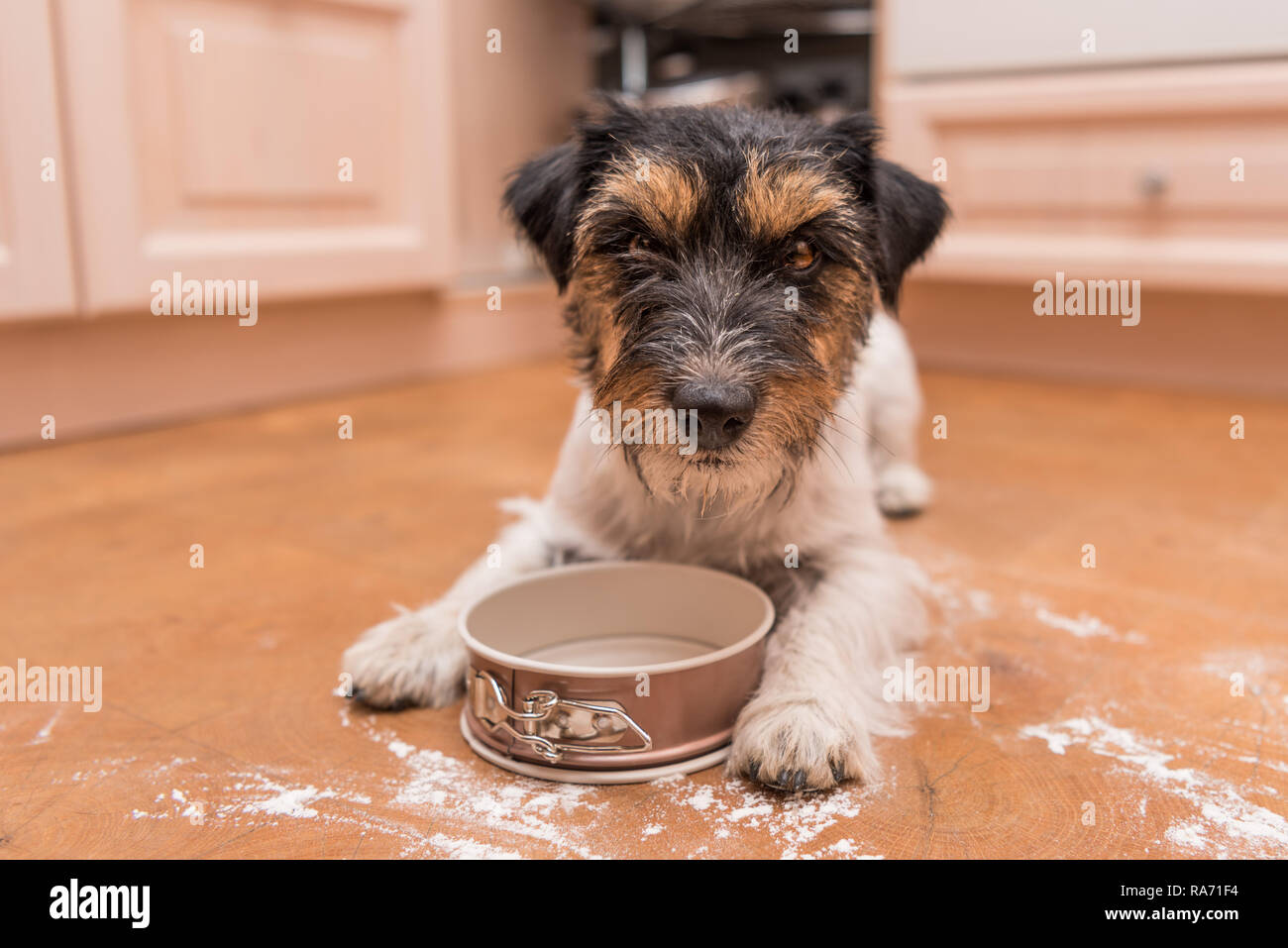 small cute dog cooking and baking - jack russell terrier hound Stock Photo