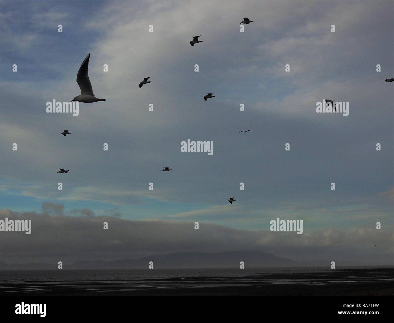 Flock of seagulls above the Solway Firth AONB, Allonby, Cumbria, England, United Kingdom Stock Photo