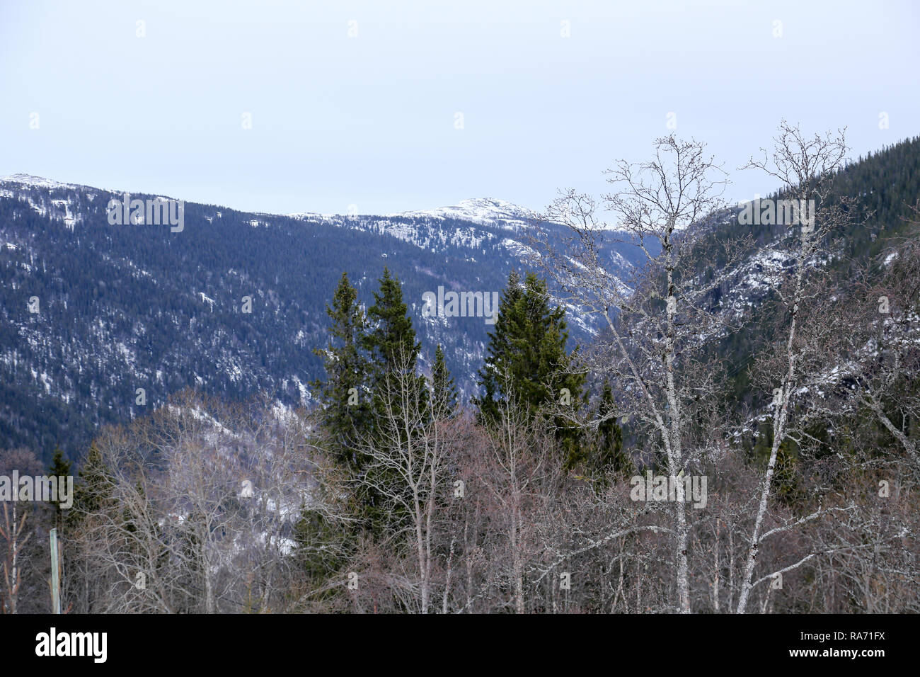 Pine forest in snowy mountains Stock Photo - Alamy