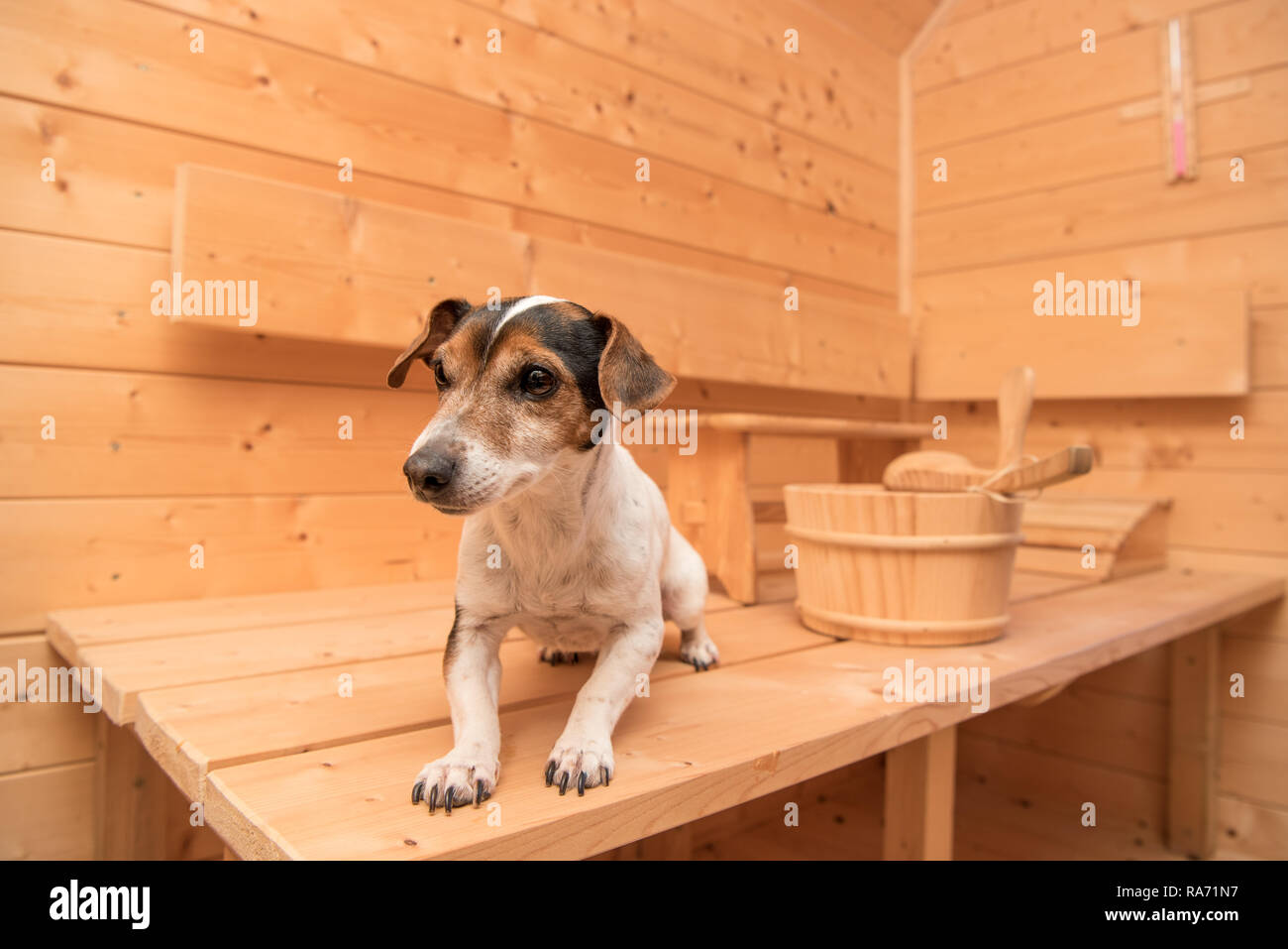 Dog in the sauna. Relaxing in the spa area. one tricolor funny Jack Russell Terrier Stock Photo
