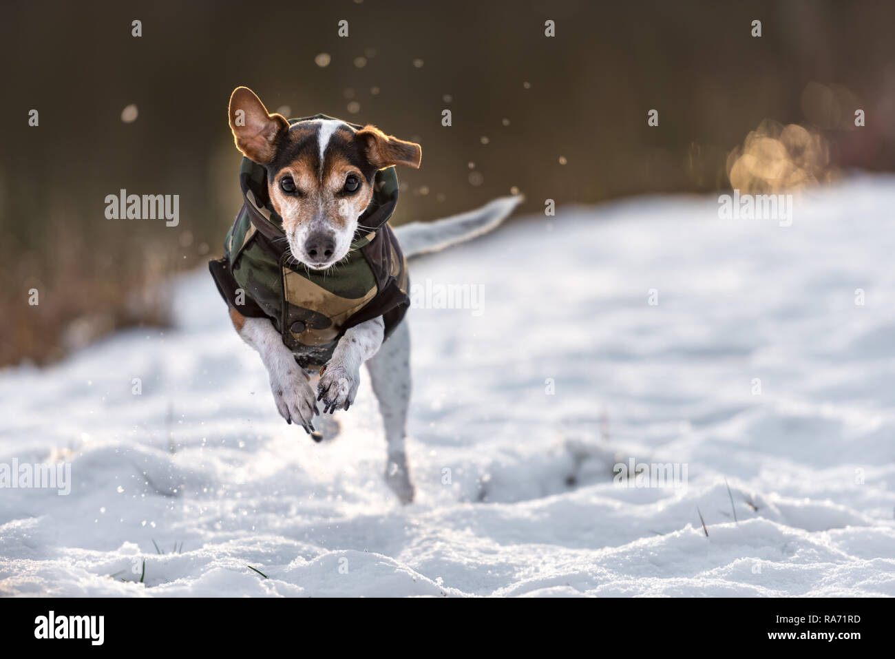 small dog runs over a meadow in the snow in winter and wears a warm coat - Cute Jack Russell Terrier hound, 11 years old, hair type smooth Stock Photo