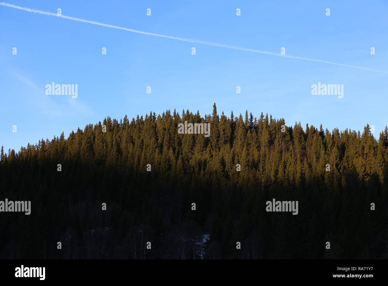 Fir tree forest hires stock photography and images Alamy