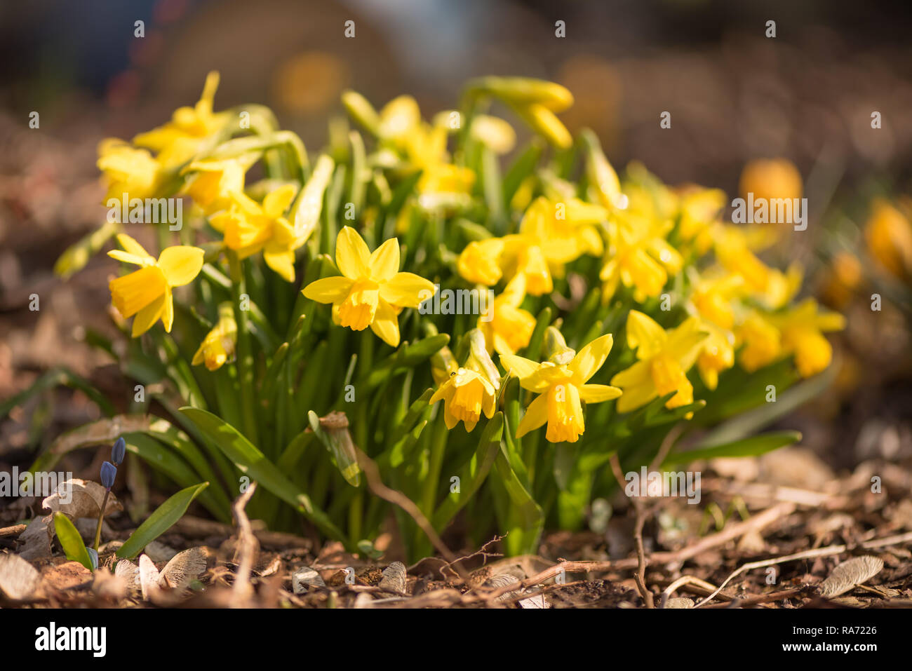 blooming daffodils flowers in the garden in spring Stock Photo