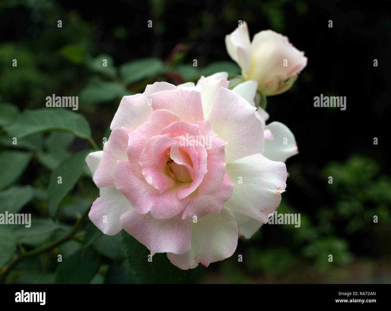 A rose flower in the Botanic Gardens, Brisbane, Queensland, Australia