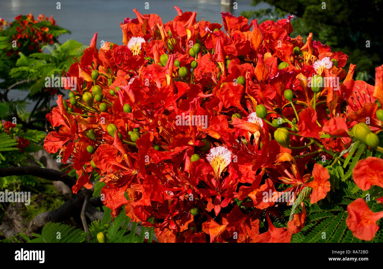 Poinciana (Delonix regia) growing in Brisbane, Australia Stock Photo