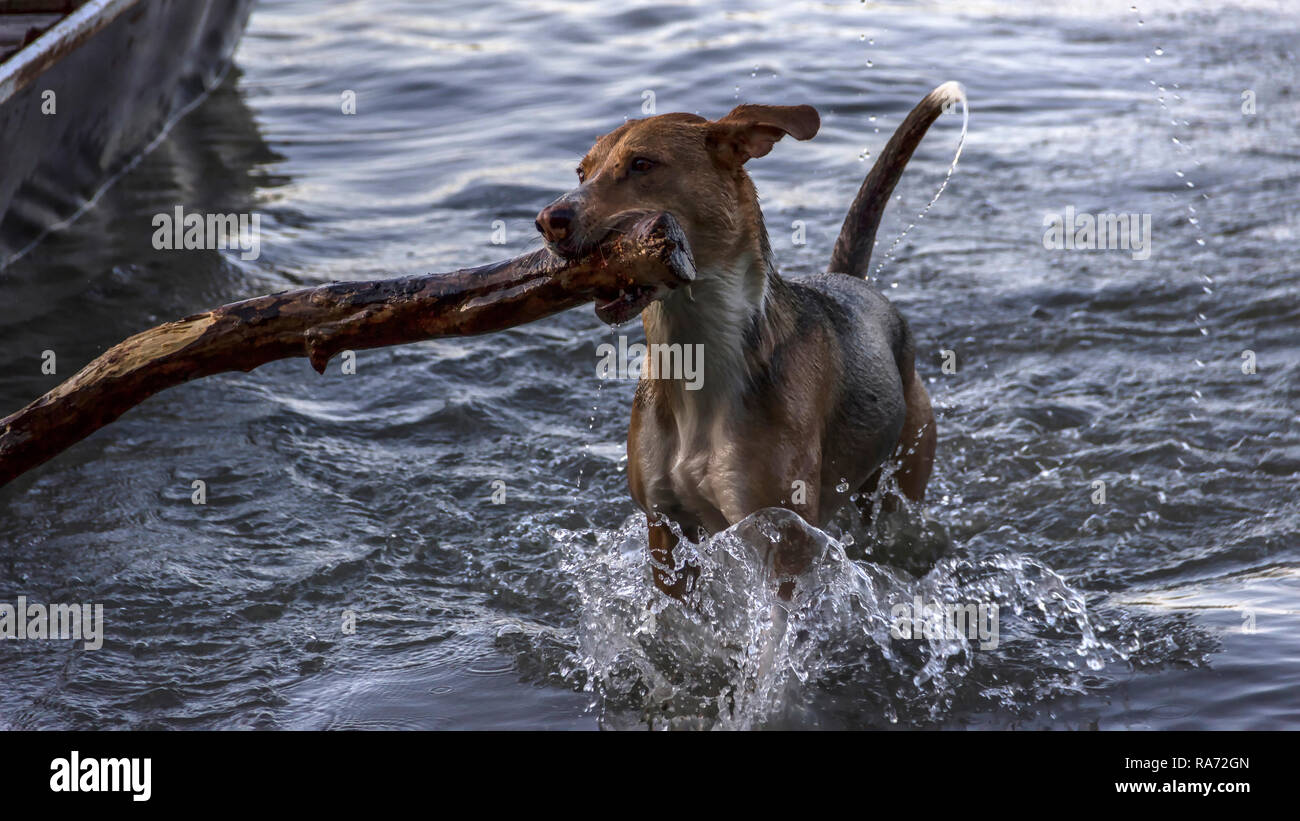 Danube River, Zemun, Belgrade, Serbia - Brown mutt dog playing with a stick in the shallow water causing splashes and droplets all around Stock Photo