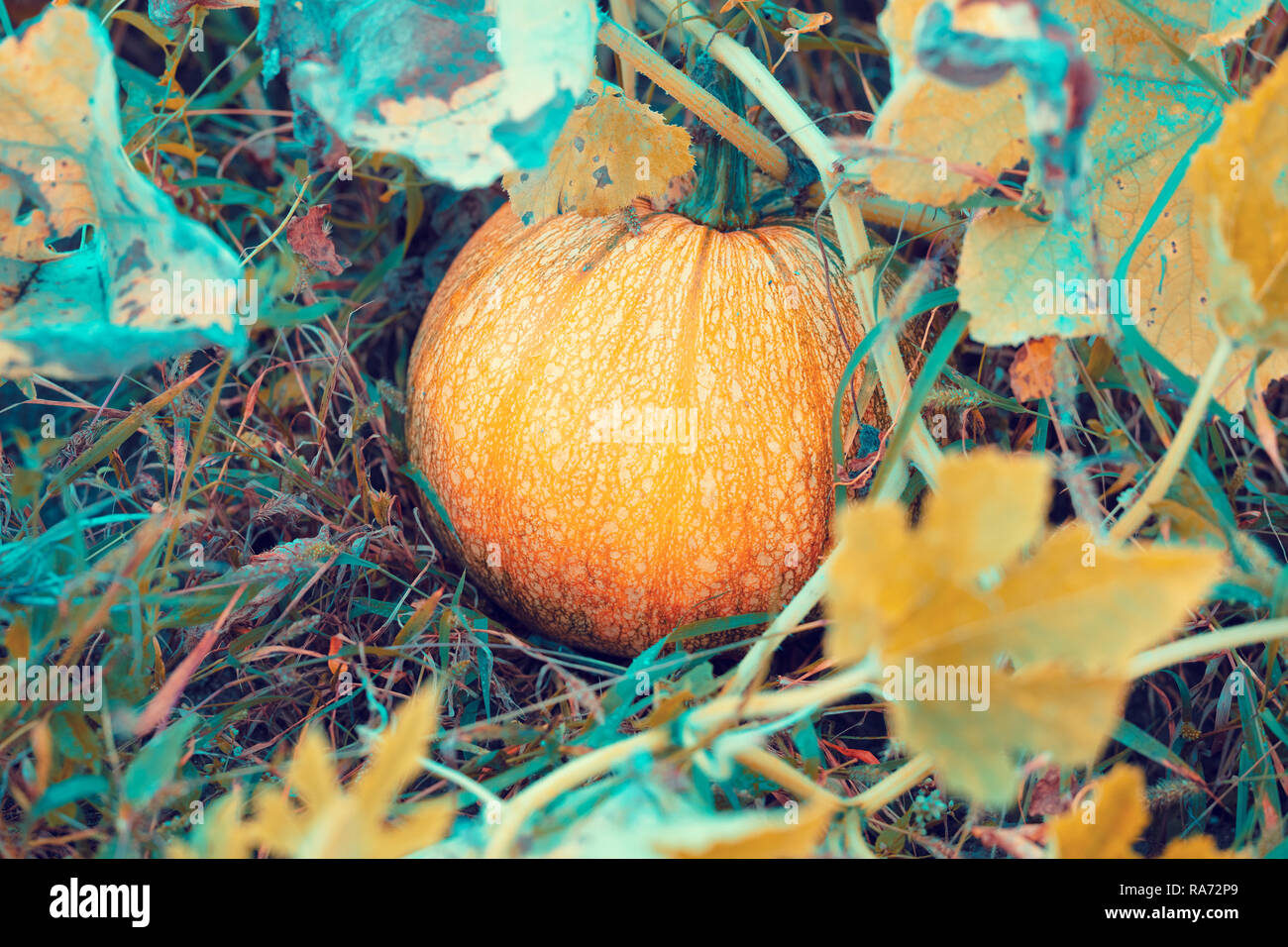Pumpkin growing in the vegetable garden Stock Photo - Alamy
