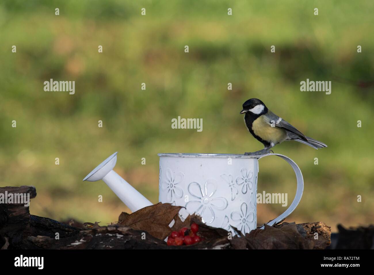 Great tit (Parus major) on a sheet metal watering can, Guxhagen, Hesse, Germany Stock Photo