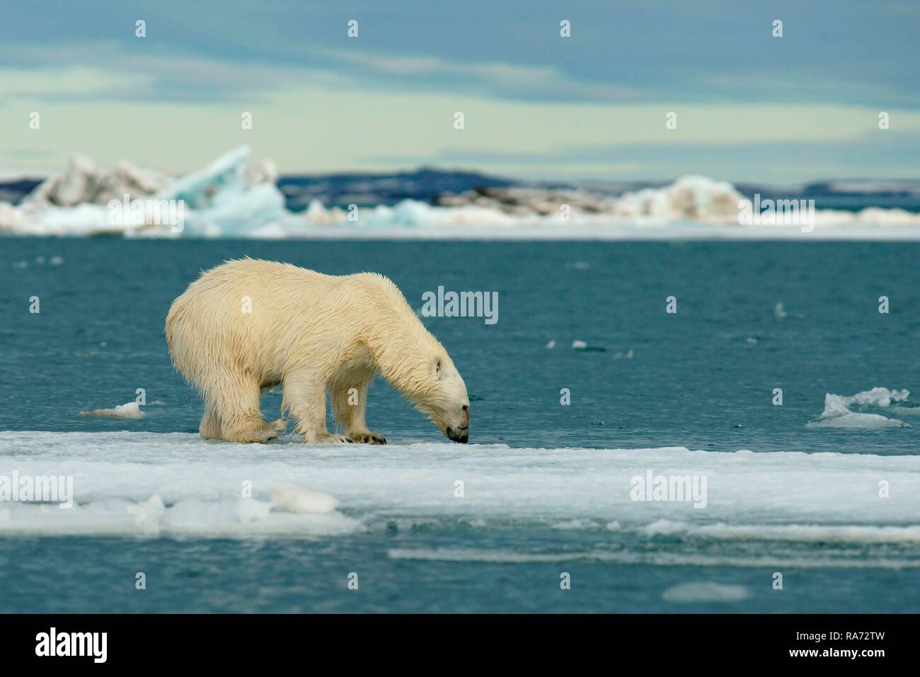 Polar bear (Ursus maritimus) standing on ice floe, Svalbard, Norwegian Arctic, Norway Stock Photo