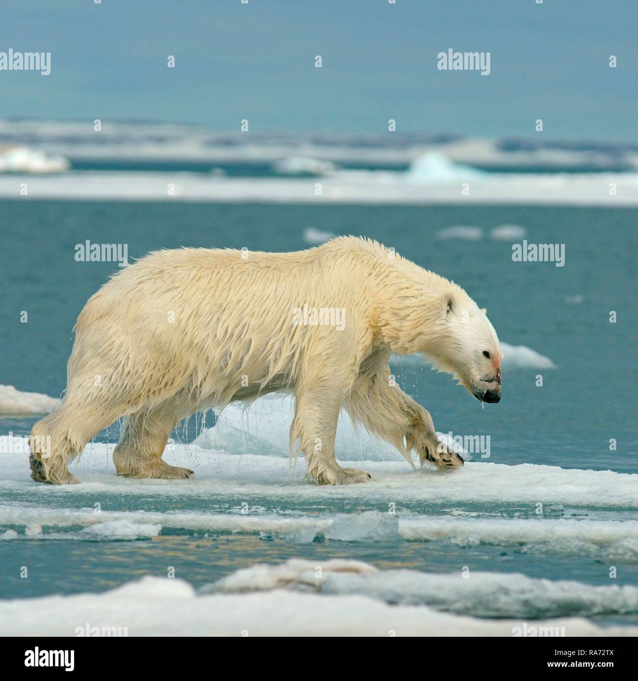 Polar bear (Ursus maritimus) runs on ice floe, water drips from wet fur, Svalbard, Norwegian Arctic, Norway Stock Photo